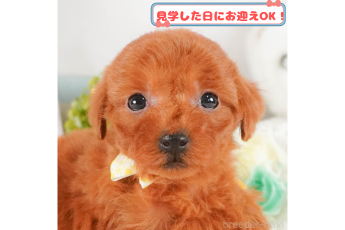 成約済ののトイプードル-376057
